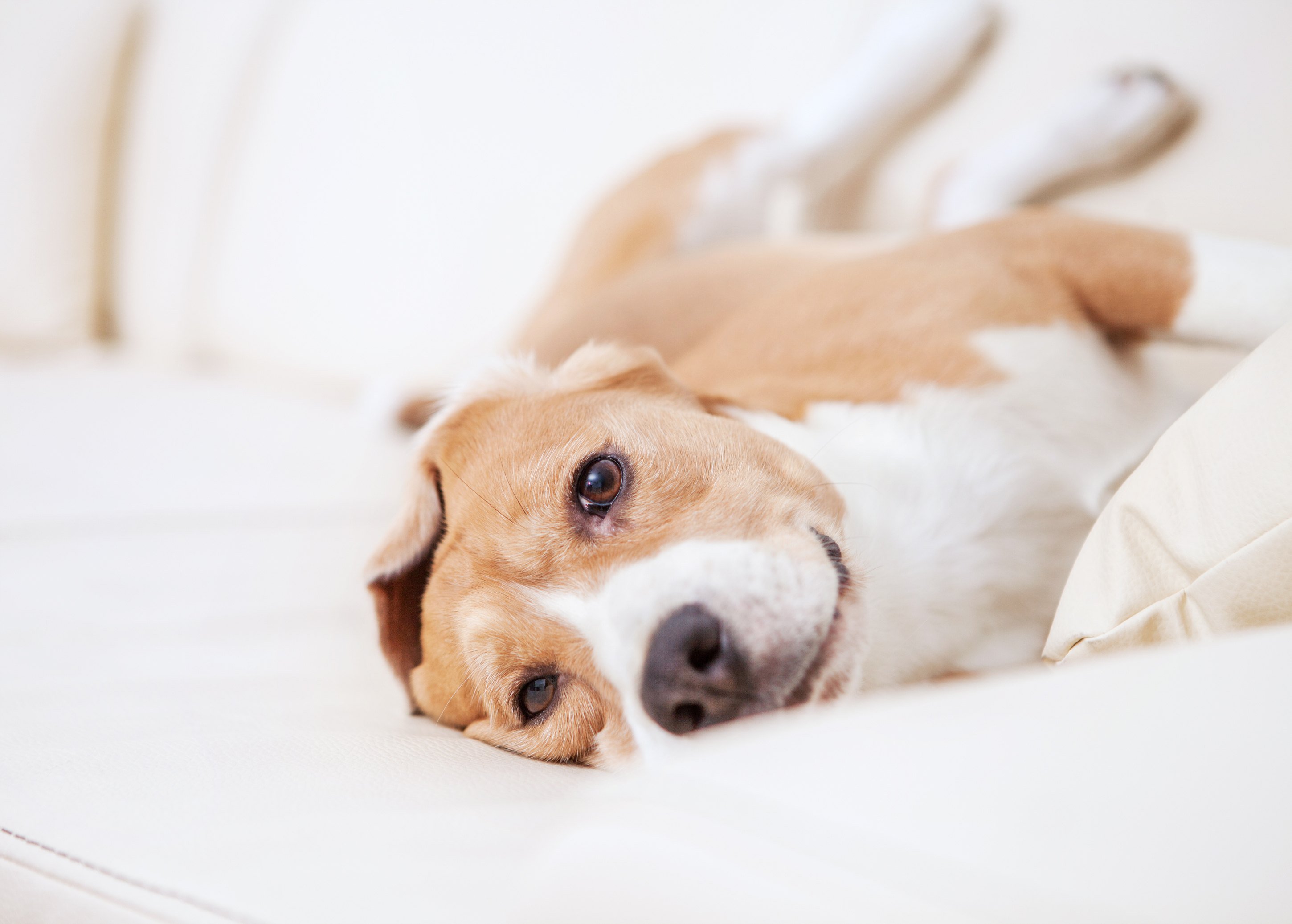 Dog in the bed